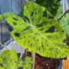Colocasia Elephant Ears Live Plant, Alocasia Plant, Esculenta Taro Live Houseplant, 5-7 Inc Tall