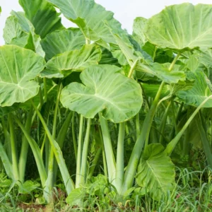 Colocasia Elephant Ears Live Plant, Alocasia Plant, Esculenta Taro Live Houseplant, 5-7 Inc Tall