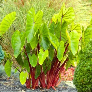 Colocasia Elephant Ears Live Plant, Alocasia Plant, Esculenta Taro Live Houseplant, 5-7 Inc Tall