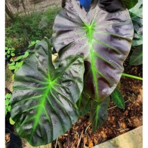 Colocasia Elephant Ears Live Plant, Alocasia Plant, Esculenta Taro Live Houseplant, 5-7 Inc Tall
