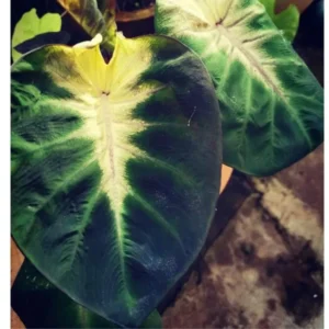 Colocasia Elephant Ears Live Plant, Alocasia Plant, Esculenta Taro Live Houseplant, 5-7 Inc Tall