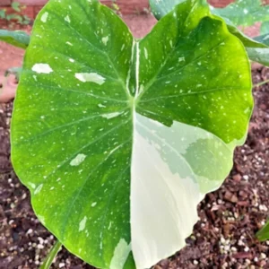 Colocasia Elephant Ears Live Plant, Alocasia Plant, Esculenta Taro Live Houseplant, 5-7 Inc Tall