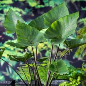 Colocasia Elephant Ears Live Plant, Alocasia Plant, Esculenta Taro Live Houseplant, 5-7 Inc Tall