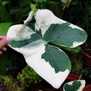 Colocasia Elephant Ears Live Plant, Alocasia Plant, Esculenta Taro Live Houseplant, 5-7 Inc Tall