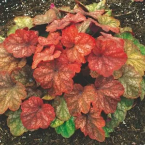 2-Pack Live Heuchera Plants, Colorful Leaves, Vibrant Indoor Outdoor Planting