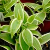 Vanilla Orchid Bean Plant - Live Vanilla Orchids for Indoor Outdoor Growing - 3 to 7 Inc Tall, No Pot