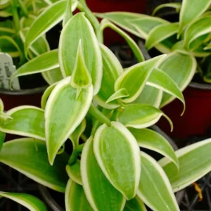 Vanilla Orchid Bean Plant - Live Vanilla Orchids for Indoor Outdoor Growing - 3 to 7 Inc Tall, No Pot