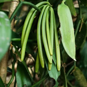 Vanilla Orchid Bean Plant - Live Vanilla Orchids for Indoor Outdoor Growing - 3 to 7 Inc Tall, No Pot