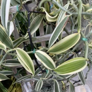 Vanilla Orchid Bean Plant - Live Vanilla Orchids for Indoor Outdoor Growing - 3 to 7 Inc Tall, No Pot