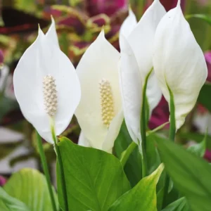 2 Peace Lily Live Houseplant - Live Indoor Houseplant with Elegant Leaves - 5 to 9 Inc Tall