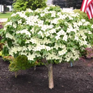 Dogwood Tree Plant Live, Flowersing Dogwood Tree for Planting Outdoors, 6 to 12 Inc Tall in Quart Pot