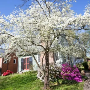 Dogwood Tree Plant Live, Flowersing Dogwood Tree for Planting Outdoors, 6 to 12 Inc Tall in Quart Pot