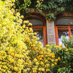 Climbing Roses Live Plants, Rose Climbing Bushes for Planting, No Pot, Cut Back, Well Rooted, No Leaf for Planting