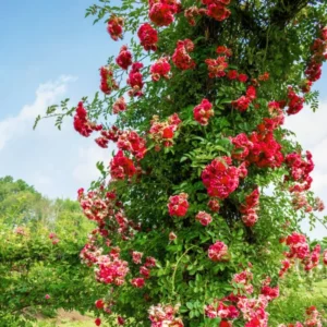 Climbing Roses Live Plants, Rose Climbing Bushes for Planting, No Pot, Cut Back, Well Rooted, No Leaf for Planting