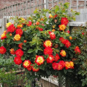 Climbing Roses Live Plants, Rose Climbing Bushes for Planting, No Pot, Cut Back, Well Rooted, No Leaf for Planting