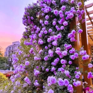 Climbing Roses Live Plants, Rose Climbing Bushes for Planting, No Pot, Cut Back, Well Rooted, No Leaf for Planting