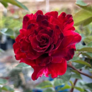 Climbing Roses Live Plants, Rose Climbing Bushes for Planting, No Pot, Cut Back, Well Rooted, No Leaf for Planting