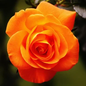 Climbing Roses Live Plants, Rose Climbing Bushes for Planting, No Pot, Cut Back, Well Rooted, No Leaf for Planting