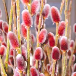 5-Pack Pink Pussy Willow Cuttings, 8-10 Inches, Rooting Ready, Flowering Willow Plant Live, Pussy Willow Tree Live Plant