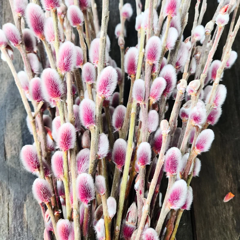 5-Pack Pink Pussy Willow Cuttings, 8-10 Inches, Rooting Ready, Flowering Willow Plant Live, Pussy Willow Tree Live Plant