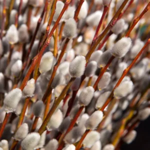 20 Pussy Willow Cuttings, 8-10 Inch Tall, Easy To Root Pussy Willow Plant Live, Cut Flower Pussy Willow Tree Live Plant