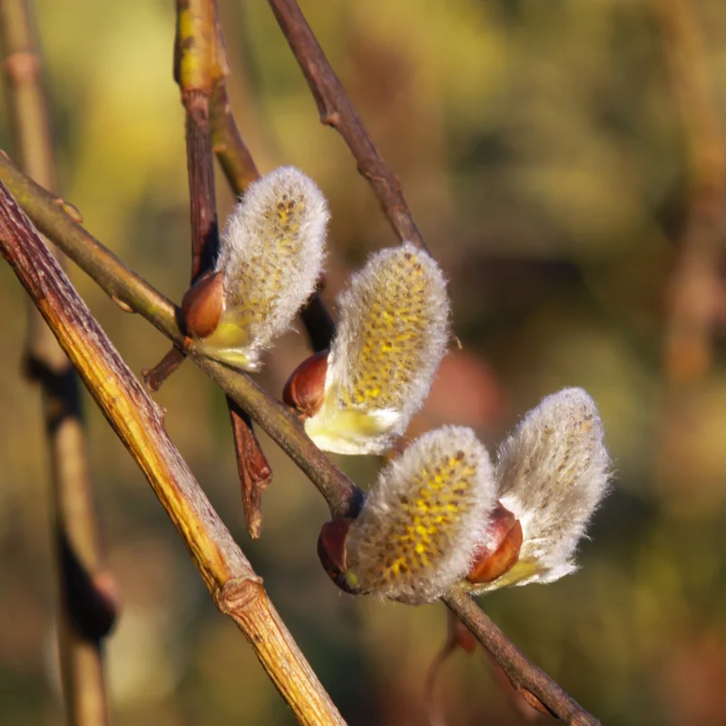 20 Pussy Willow Cuttings, 8-10 Inch Tall, Easy To Root Pussy Willow Plant Live, Cut Flower Pussy Willow Tree Live Plant