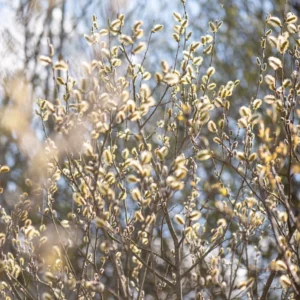 5-Pack Pussy Willow Cuttings, 8-10 Inches, Rooting Ready, Flowering Willow Plant Live, Pussy Willow Tree Live Plant