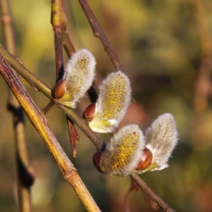 5-Pack Pussy Willow Cuttings, 8-10 Inches, Rooting Ready, Flowering Willow Plant Live, Pussy Willow Tree Live Plant
