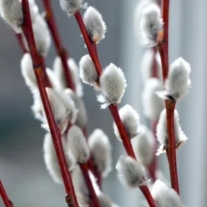 5-Pack Pussy Willow Cuttings, 8-10 Inches, Rooting Ready, Flowering Willow Plant Live, Pussy Willow Tree Live Plant