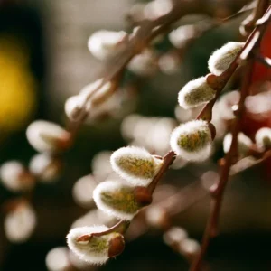 20 Pussy Willow Cuttings, 8-10 Inch Tall, Easy To Root Pussy Willow Plant Live, Cut Flower Pussy Willow Tree Live Plant