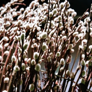 5-Pack Pussy Willow Cuttings, 8-10 Inches, Rooting Ready, Flowering Willow Plant Live, Pussy Willow Tree Live Plant