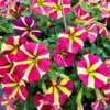 2 Petunia Live Plants, Petunia Flowers, Live Petunias Plants Outdoor Indoor, 5-9 Inch Tall
