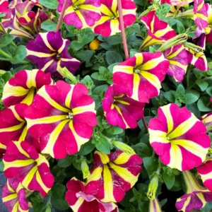 2 Petunia Live Plants, Petunia Flowers, Live Petunias Plants Outdoor Indoor, 5-9 Inch Tall