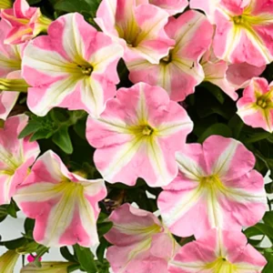 2 Petunia Live Plants, Petunia Flowers, Live Petunias Plants Outdoor Indoor, 5-9 Inch Tall