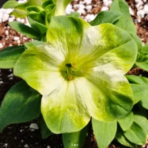 2 Petunia Live Plants, Petunia Flowers, Live Petunias Plants Outdoor Indoor, 5-9 Inch Tall