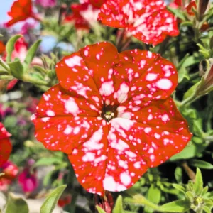 2 Petunia Live Plants, Petunia Flowers, Live Petunias Plants Outdoor Indoor, 5-9 Inch Tall