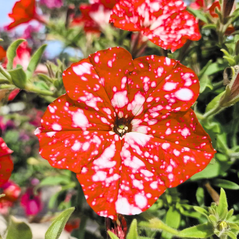 2 Petunia Live Plants, Petunia Flowers, Live Petunias Plants Outdoor Indoor, 5-9 Inch Tall