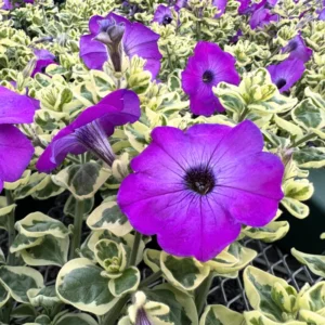 2 Petunia Live Plants, Petunia Flowers, Live Petunias Plants Outdoor Indoor, 5-9 Inch Tall