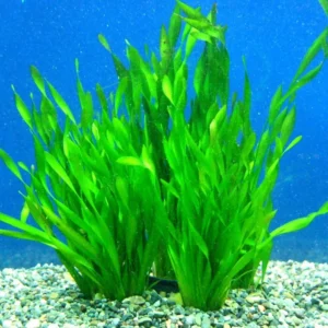 3 Corkscrew Vallisneria Live Plants, Twisted Vertical Leaves Aquarium Plants Live, Fresh Water Aquatic Plants for Pond