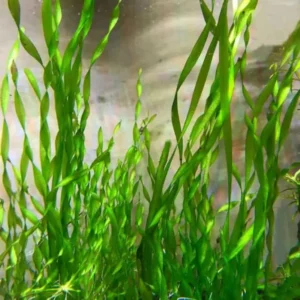 3 Corkscrew Vallisneria Live Plants, Twisted Vertical Leaves Aquarium Plants Live, Fresh Water Aquatic Plants for Pond