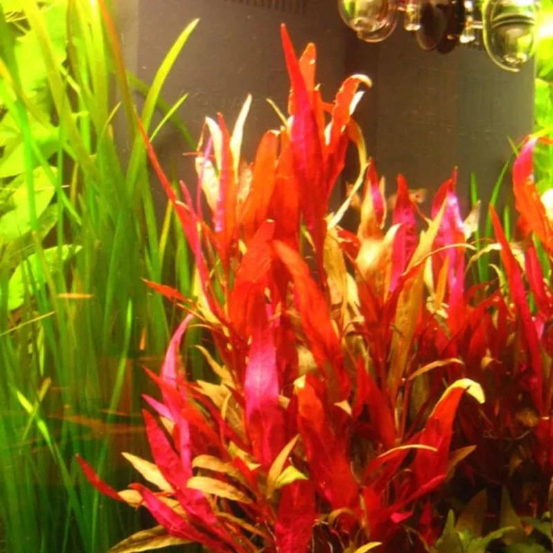 7 Red Telanthera Aquarium Plants Live, Stems, No Root, Fresh Water Aquatic Plants for Pond, Live Plants for Freshwater Aquarium Fish Tanks