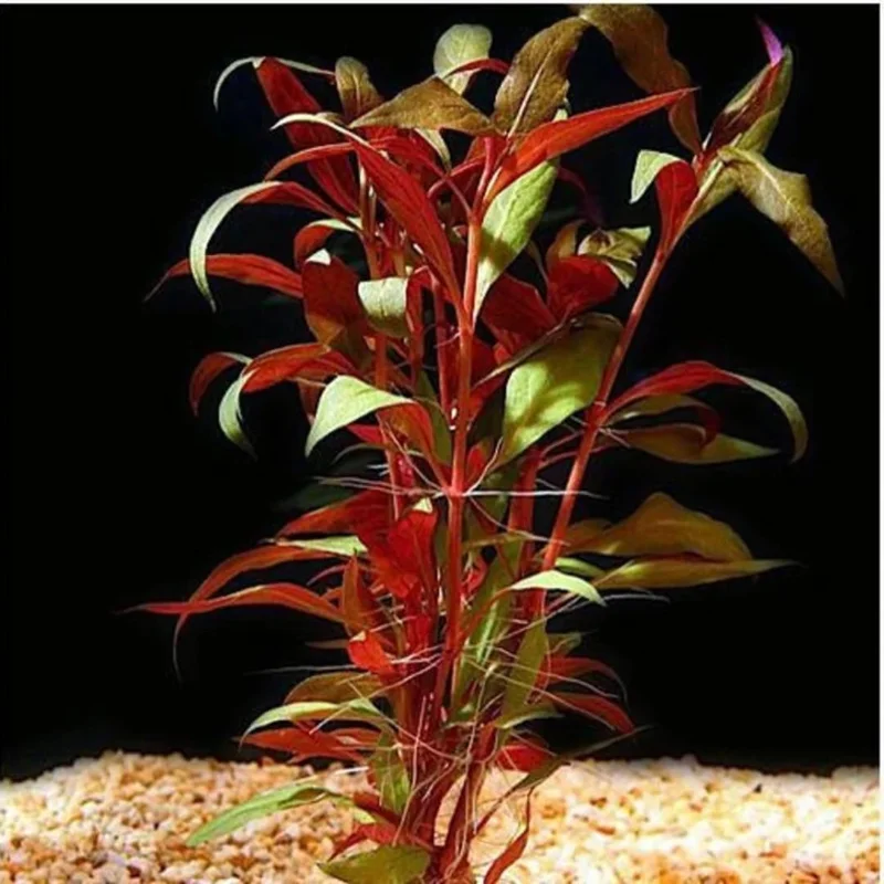 7 Red Telanthera Aquarium Plants Live, Stems, No Root, Fresh Water Aquatic Plants for Pond, Live Plants for Freshwater Aquarium Fish Tanks