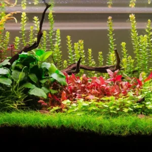 7 Red Telanthera Aquarium Plants Live, Stems, No Root, Fresh Water Aquatic Plants for Pond, Live Plants for Freshwater Aquarium Fish Tanks