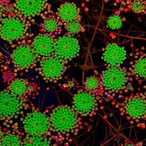 Pack 3 Mosaic Plants Live, Ludwigia Sedioides Plants, Floating Leaves Aquarium Plants Live, Fresh Water Aquatic Plants for Pond