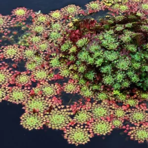 Set of 3 Ludwigia Sedioides Mosaic Plants Live, Live Aquarium Plant Tropical Freshwater Decorations, Fresh Water Aquatic Plants for Pond, Aquarium Plants Live for Tank Beginner