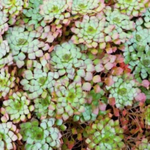 Set of 3 Ludwigia Sedioides Mosaic Plants Live, Live Aquarium Plant Tropical Freshwater Decorations, Fresh Water Aquatic Plants for Pond, Aquarium Plants Live for Tank Beginner