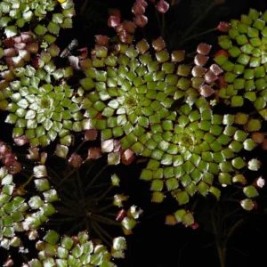 Set of 3 Ludwigia Sedioides Mosaic Plants Live, Live Aquarium Plant Tropical Freshwater Decorations, Fresh Water Aquatic Plants for Pond, Aquarium Plants Live for Tank Beginner