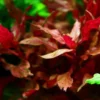 7 Variegated Scarlet Telanthera Aquarium Plants Live, Stems, No Root, Fresh Water Aquatic Plants for Pond, Live Plants for Freshwater Aquarium Fish Tanks