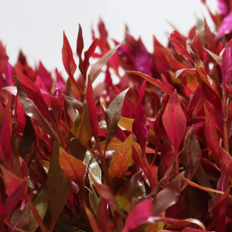 7 Variegated Scarlet Telanthera Aquarium Plants Live, Stems, No Root, Fresh Water Aquatic Plants for Pond, Live Plants for Freshwater Aquarium Fish Tanks