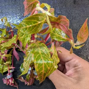 7 Variegated Scarlet Telanthera Aquarium Plants Live, Stems, No Root, Fresh Water Aquatic Plants for Pond, Live Plants for Freshwater Aquarium Fish Tanks